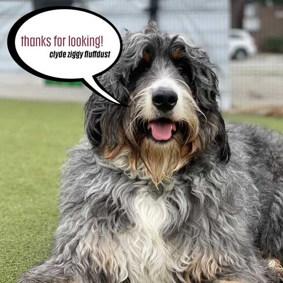 Modern Citizen Emmett Structured Denim Jacket Size 1X - Picture 9 of 9